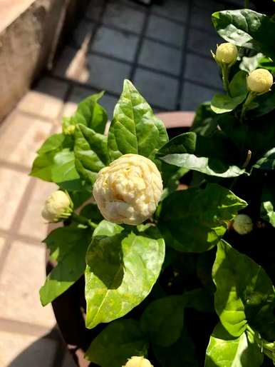 月季花好养吗？如何养月季花？