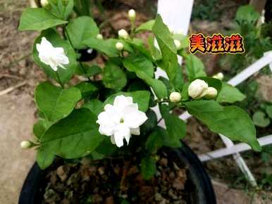 月季花好养吗？如何养月季花？