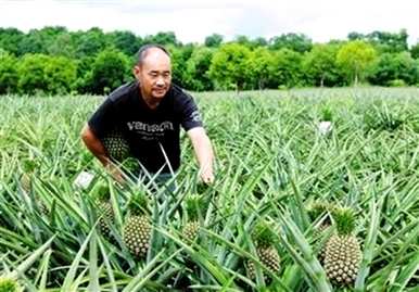 如何种植菠萝除草，如何种植菠萝