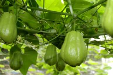 佛手瓜种植季节，如何种植佛手瓜