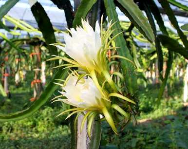 火龙果适合阳台种植吗？如何种植火龙果阳台盆栽？