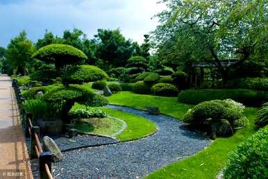 如何种植黑松盆景，欢迎松式黑松盆景