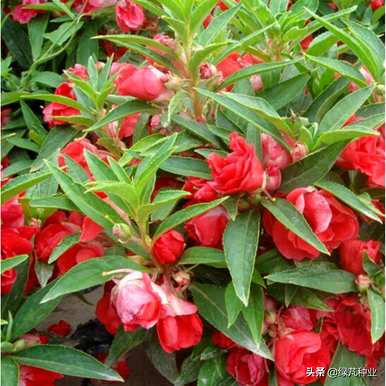 海南茶花凤仙花销售，茶花凤仙花种植方法