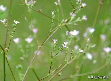 满天星什么时候开花，满天星刚开花的视频