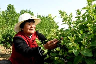 如何种植金银花，如何种植金银花盆栽