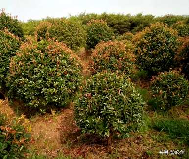 社区绿化一般使用什么植物，常见的社区绿化植物