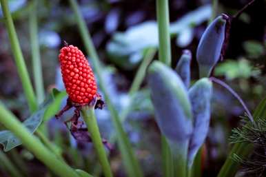 滴水观音花毒性大吗？滴水观音花长什么样？