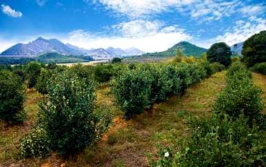 重庆油茶树种植基地，重庆油茶树苗基地