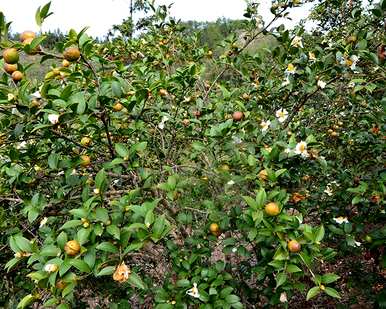 重庆油茶树种植基地，重庆油茶树苗基地