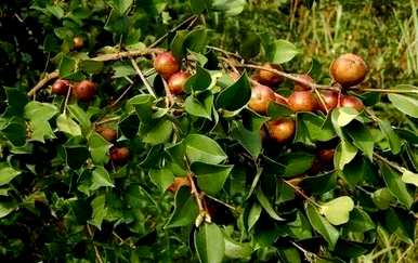 重庆油茶树种植基地，重庆油茶树苗基地