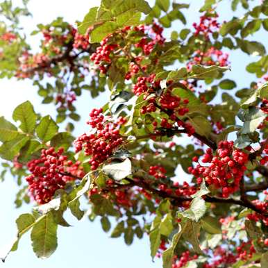 疫情过后，种植花椒树的方法、种植花椒树