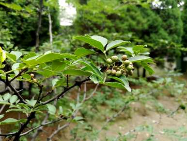 疫情过后，种植花椒树的方法、种植花椒树