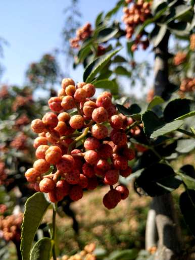 疫情过后，种植花椒树的方法、种植花椒树