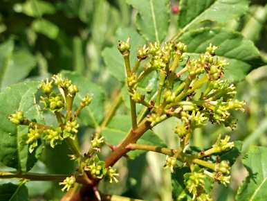 疫情过后，种植花椒树的方法、种植花椒树