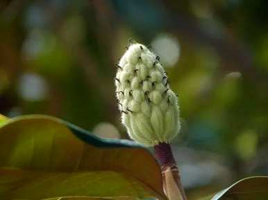 广玉兰花期和天气预报，广玉兰花期是什么季节？