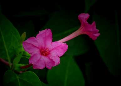 兰花夜来香几月开花，夜来香不开花怎么回事？