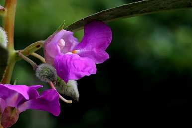 凤仙花的图片和花语，凤仙花的花语是什么？