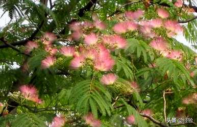 合欢花什么时候开花？合欢花盆景可以开花几年