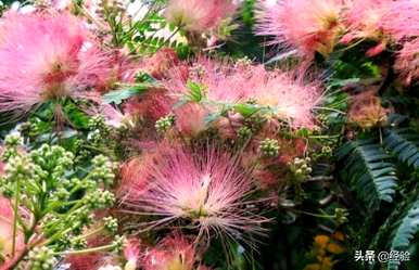 合欢花什么时候开花？合欢花盆景可以开花几年