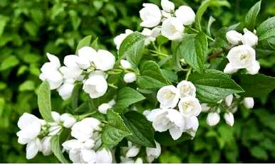 茉莉花语优美句子，茉莉花语简短