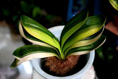 什么是花卉种植技术，什么是高端花卉种植技术？