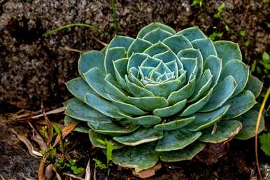 十大最好养多肉植物，十大难养多肉植物有哪些？