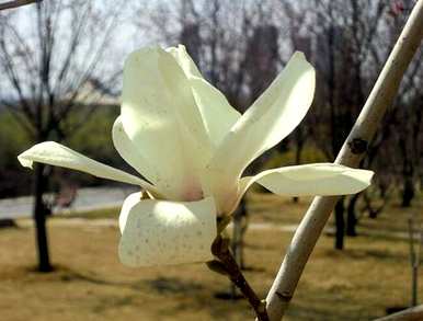 玉兰花是什么颜色，玉兰花是什么颜色的衣服