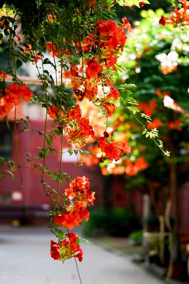 夏天开的花是什么，夏天开的花是什么？