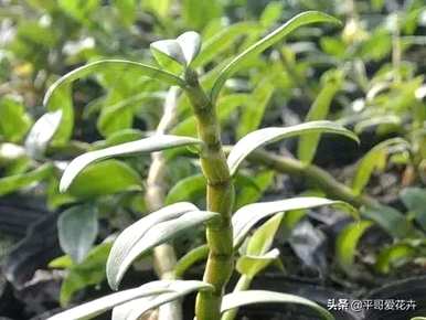 怎样养石斛才能开花，什么石斛开花最香？