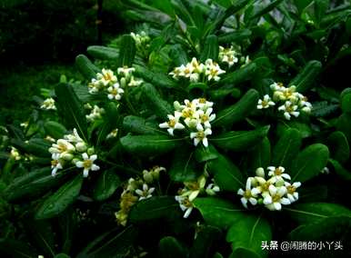 海桐花的花语是什么？