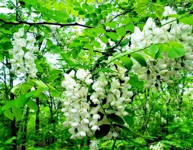 槐花花语大全，槐花花语是什么意思？