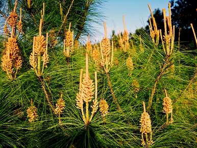 马尾松适合德州种植吗？马尾松树苗的种植方法