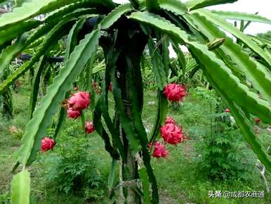 如何种植火龙果树，温室种植火龙果全教程