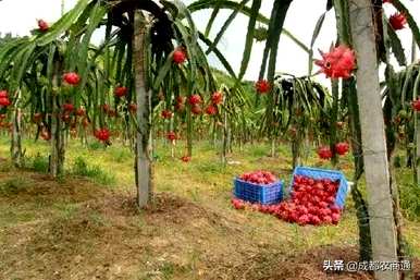 如何种植火龙果树，温室种植火龙果全教程