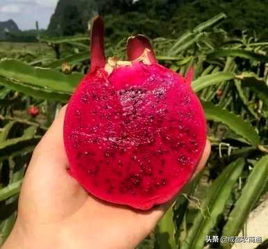 如何种植火龙果树，温室种植火龙果全教程