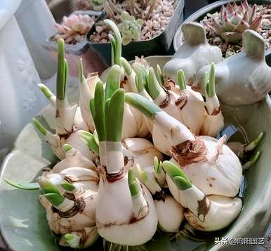 水仙花是什么季节的植物，水仙花是什么季节开放的？