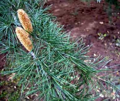 什么植物可以养在室内？什么植物是雪松？