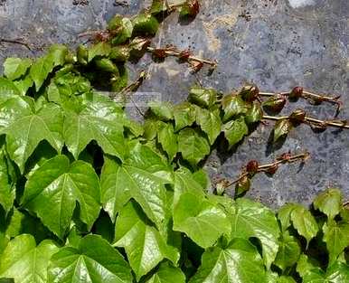 如何种植福建爬山虎种子？