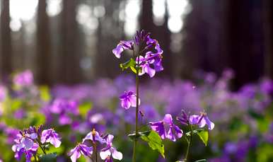 二月兰的花语等待和守护，二月兰的花语是什么？