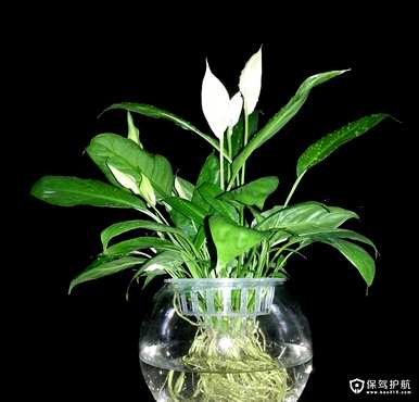 白鹤芋可以水培吗？水培白鹤芋怎么种？