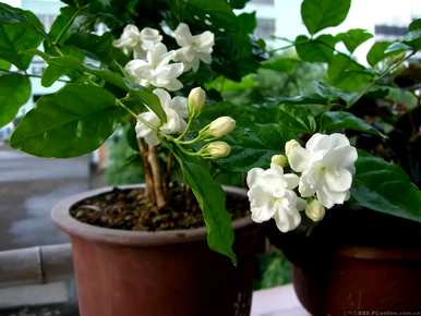 茉莉花怎么修剪好看，茉莉花怎么修剪好看的视频