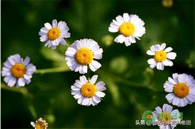 洋甘菊种植方法全过程、洋甘菊种植方法及时间