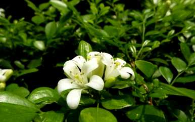 九里香花语和寓意，九里香花语和寓意