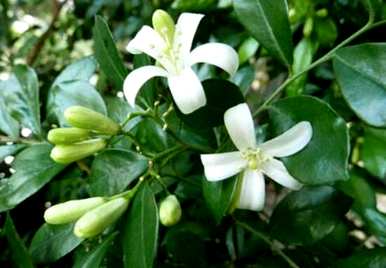 九里香花语和寓意，九里香花语和寓意