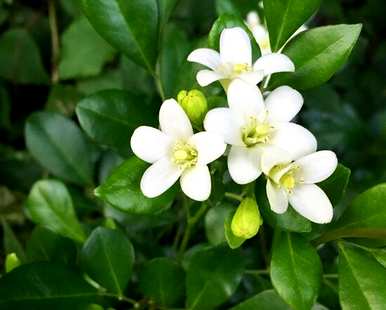 九里香花语和寓意，九里香花语和寓意