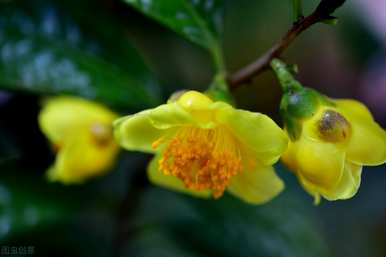 金花茶树苗适合北方种植吗？金花茶的种植方法和维护方法