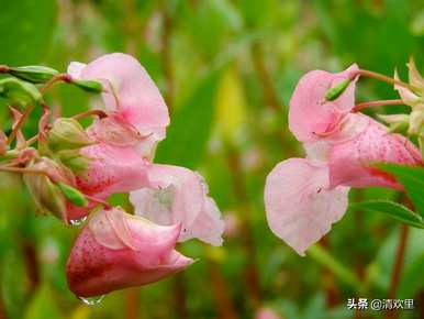 凤仙花种植方法及时间，凤仙花种植观察记录表