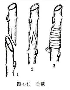 怎样嫁接果树，怎样嫁接果树和花卉？
