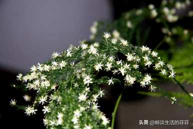 文竹开花是什么意思？文竹开花对家里好吗？