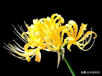 对岸花的花语是什么？图片、对岸花的介绍和花语是什么？